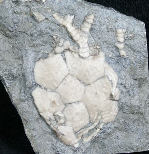 Carabocrinus Crinoid Fossil From Ontario #8630